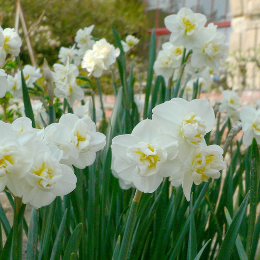 5 Narcisses 'Cheerfulness' - Bakker