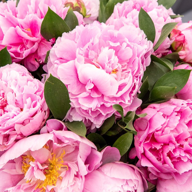 Pivoine Jacorma - Paeonia lactiflora Jacorma - Bakker