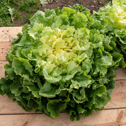 Chicorée scarole Grosse bouclée - Bakker