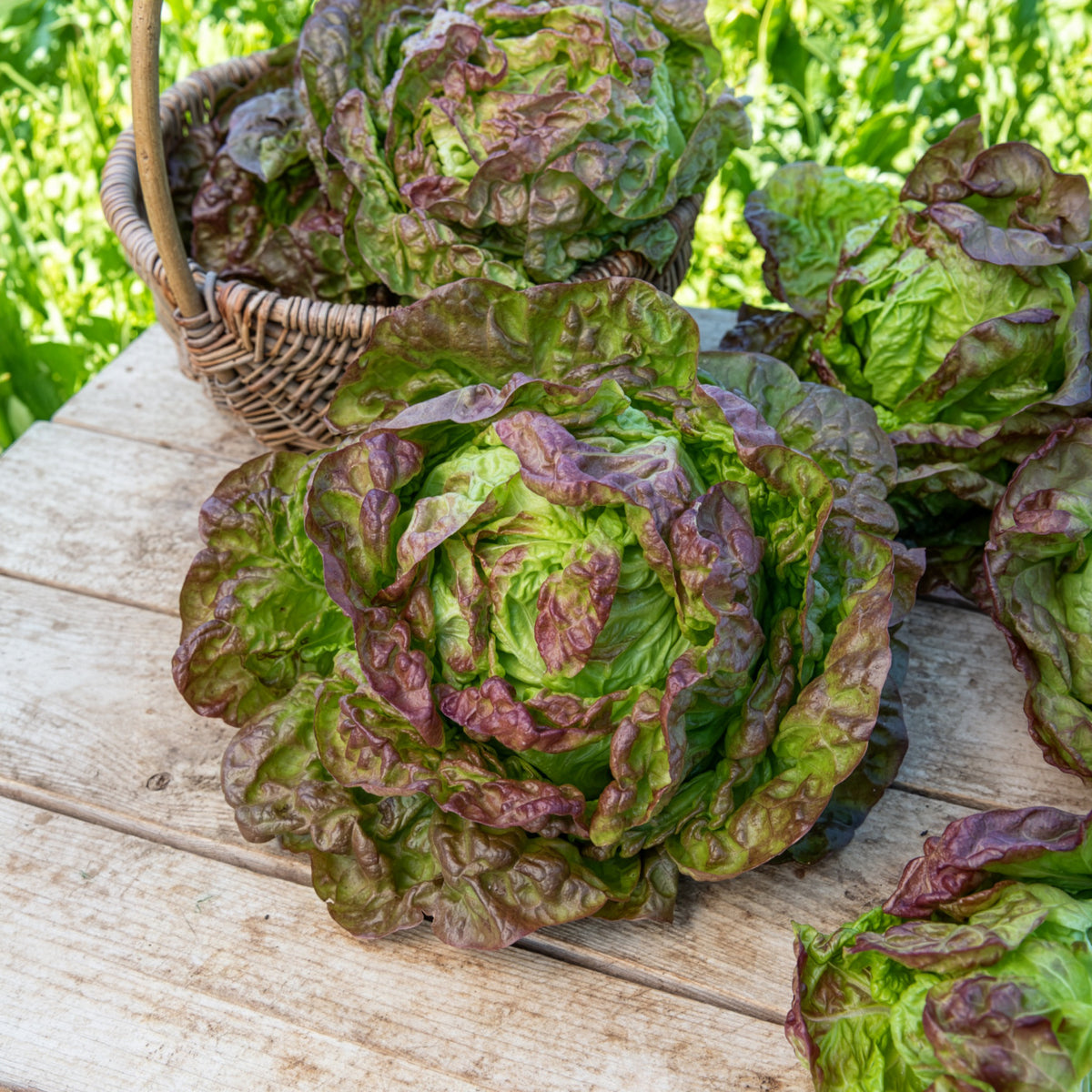 Laitue pommée Merveille des quatre saisons - Lactuca sativa Merveille des Quatre Saisons - Bakker