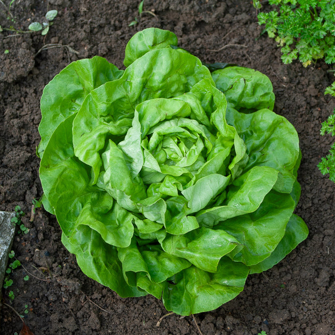 Lactuca sativa rigoletto - Laitue pommée Rigoletto (2 g) - Graines de salades
