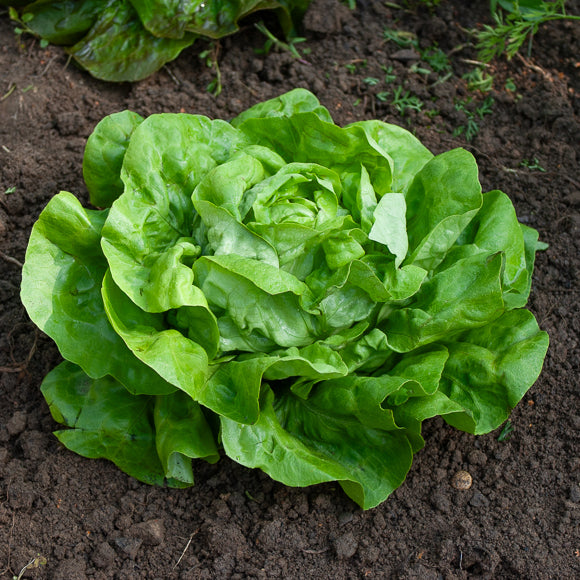 Graines de salades - Laitue pommée Rigoletto (2 g) - Lactuca sativa rigoletto
