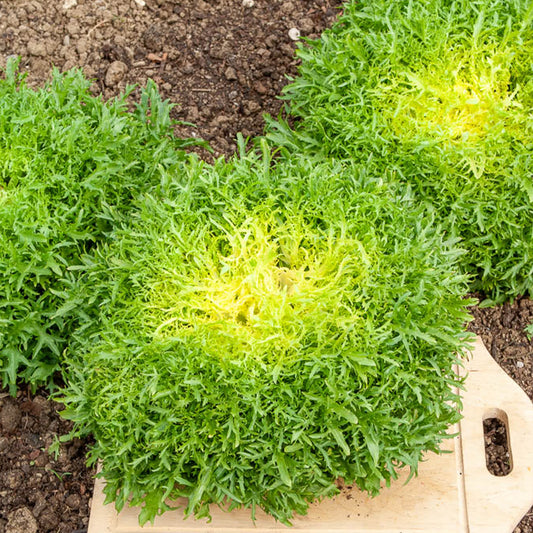 Chicorée frisée Fine de Louviers - Bakker