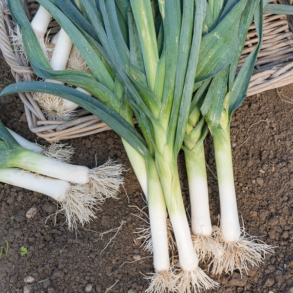 Poireau Bleu de Solaise (4 g) - Allium porrum bleu de solaise - Bakker
