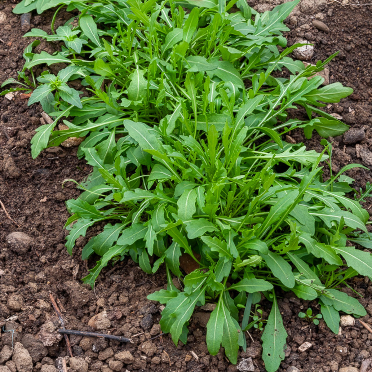 Roquette cultivée