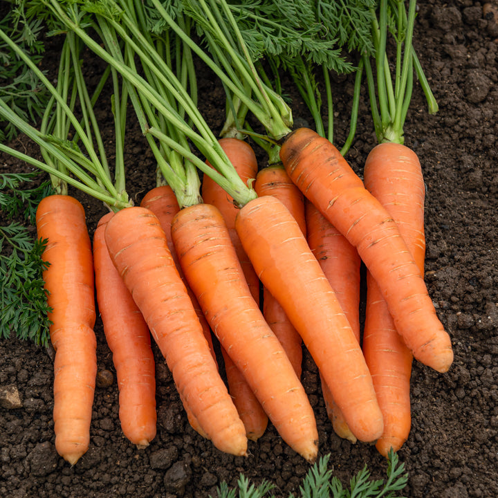 Collection de carottes : Nantaise, Carentan, Colmar - Collection de carottes: 40g Nantaise, 5gCarentan, 5 g Colmar - Bakker