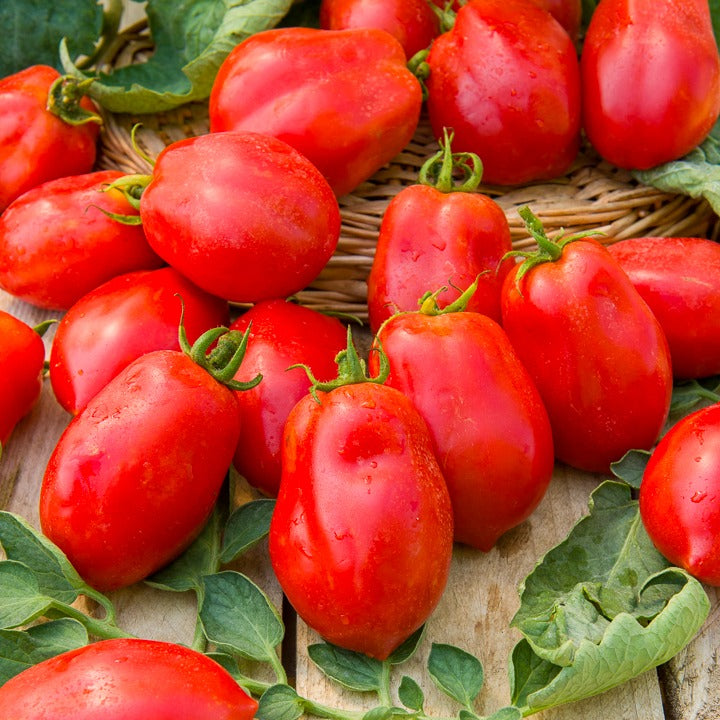 Tomate Roma VF - Bakker