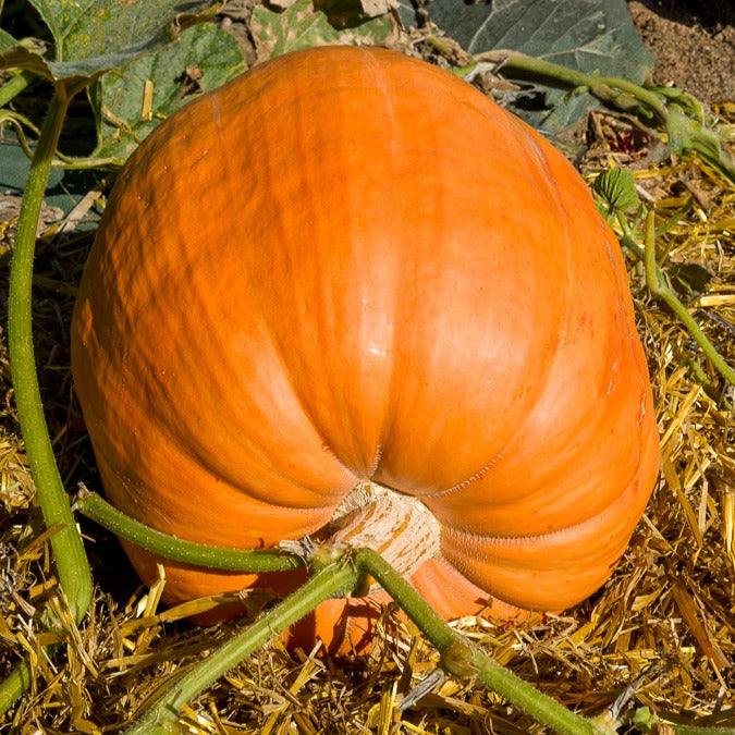 Potiron Atlantic Giant - Cucurbita maxima atlantic giant - Bakker