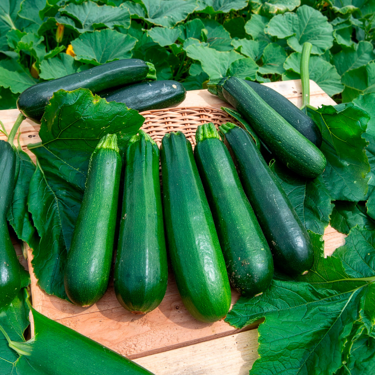 Courgette verte non coureuse des maraîchers Bio - Bakker