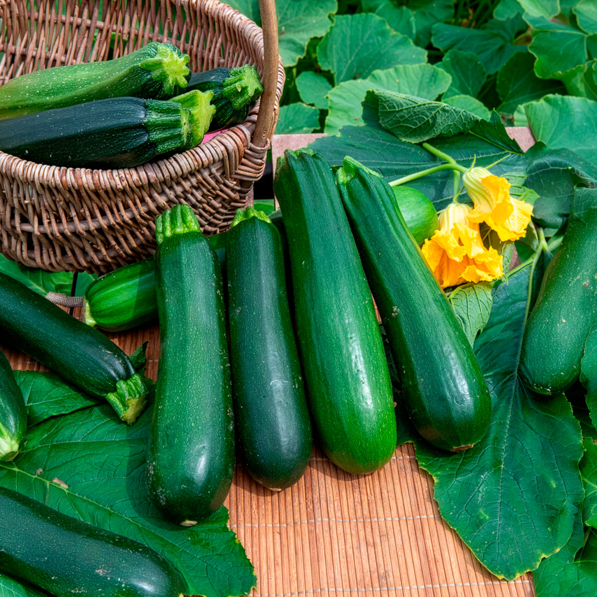 Cucurbita pepo verte non coureuse des maraîchers - Courgette verte non coureuse des maraîchers Bio - Graines de courgettes