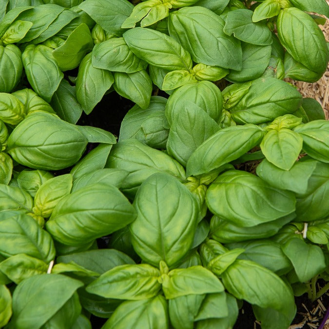 Basilic Grand vert - Ocimum basilicum Grand Vert - Bakker