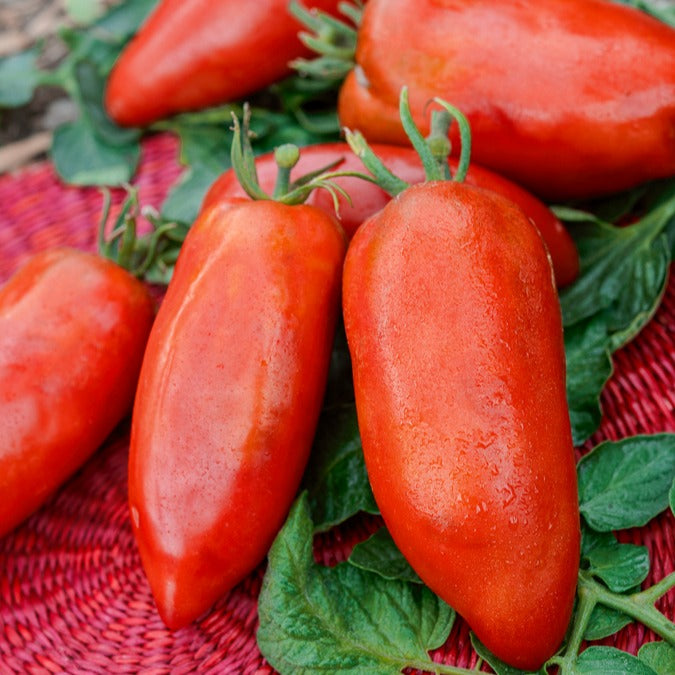 Tomate de collection Des Andes - Bakker