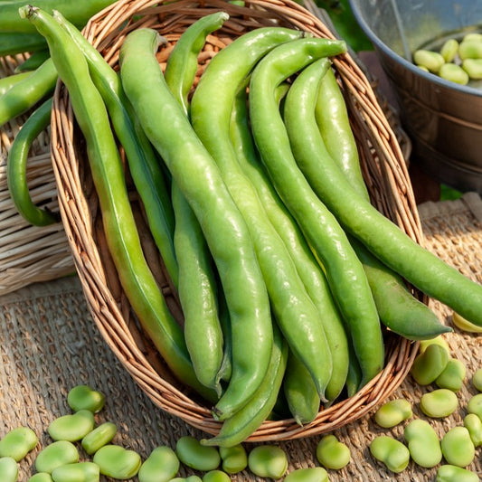 Fève d'Aguadulce à très longue cosse - Bakker