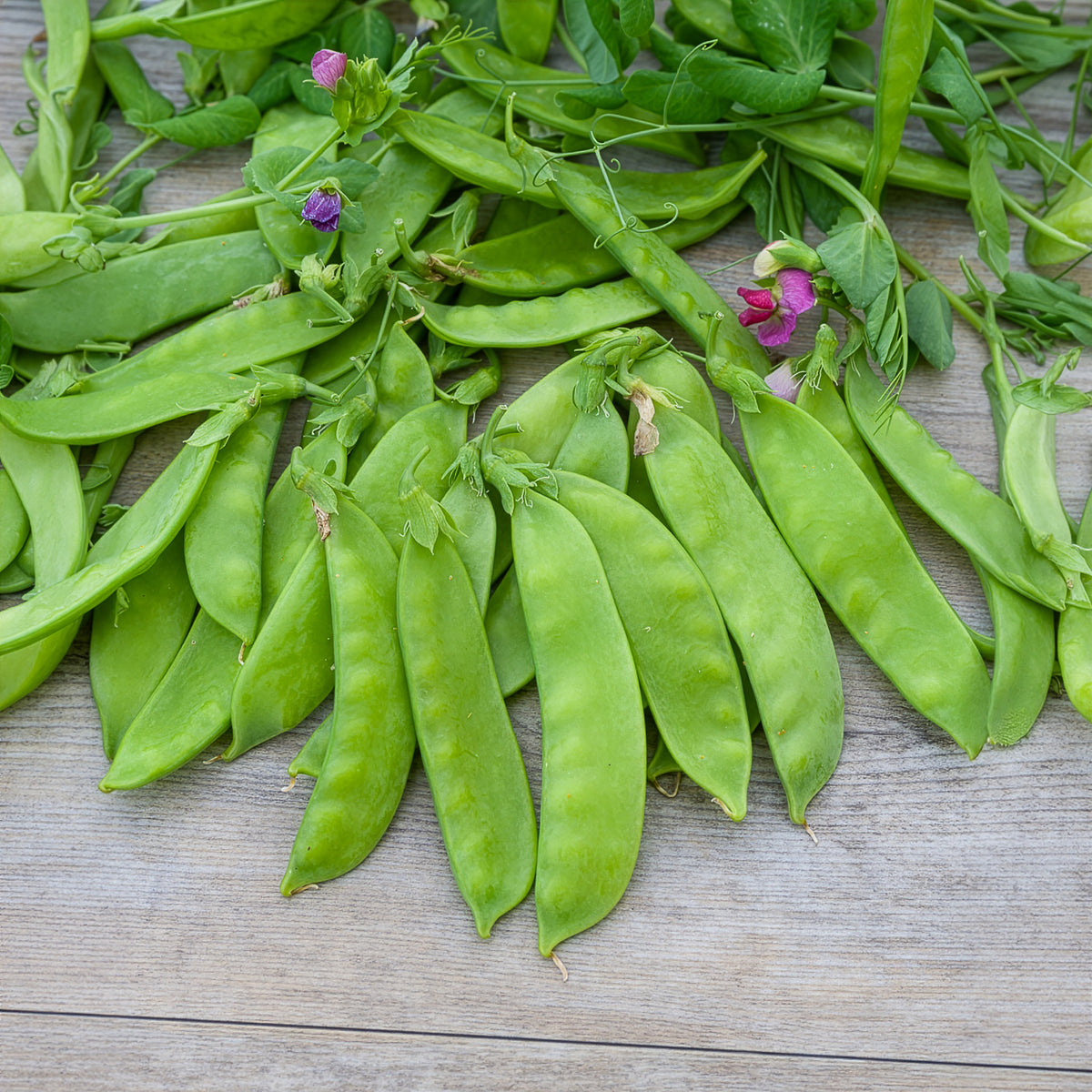 Pois à rames mangetout Corne de Bélier - Bakker