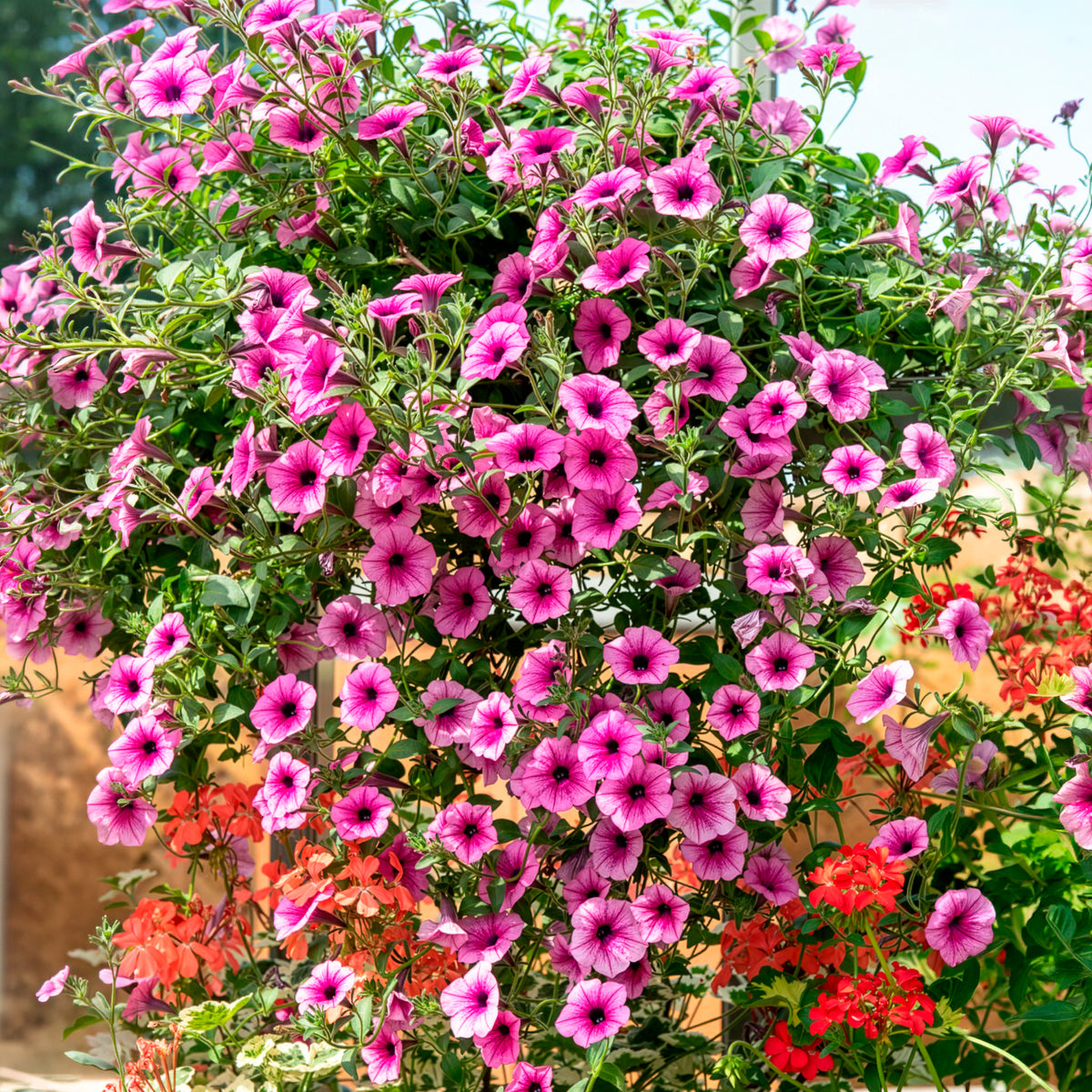 Petunia - 3 Pétunias retombants roses - Petunia et Calibrachoa