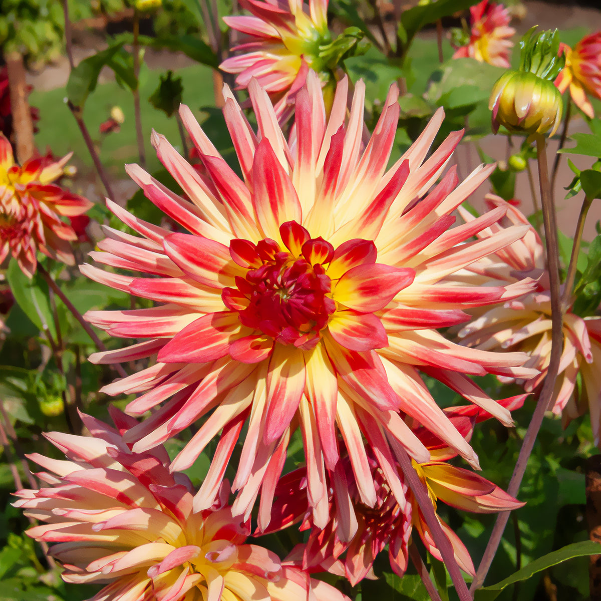 3 Dahlias cactus Oiseau de Feu - Dahlia cactus oiseau de feu - Bakker