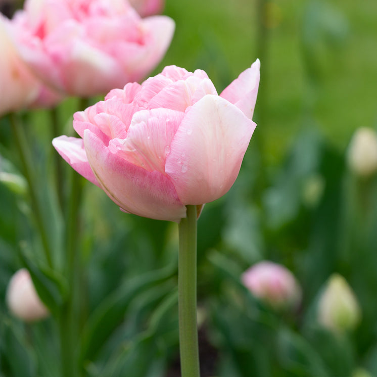 10 Tulipes à fleur de pivoine Angélique - Tulipa angélique - Bakker