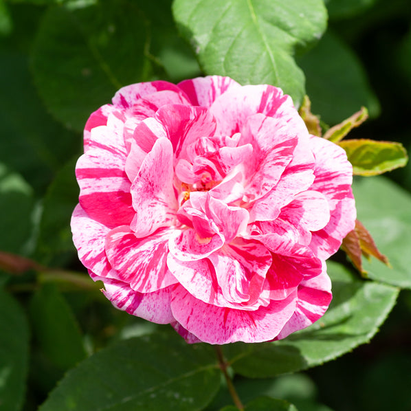 Rosier botanique Ferdinand Pichard (Bourbon) - Rosa Ferdinand Pichard - Bakker