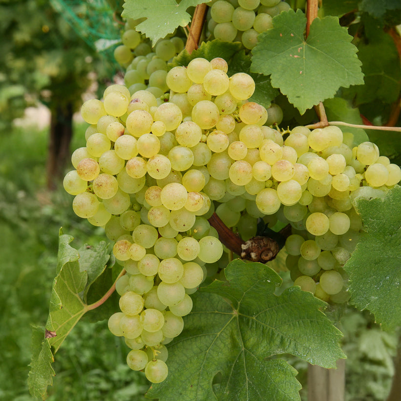 Vente Collection de vignes - Vitis vinifera Chasselas rose, Muscat de Hambourg, Exalta, Chasselas de Fontainebleau
