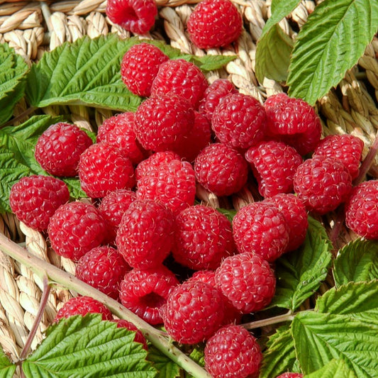 Framboisier remontant Heritage - Bakker