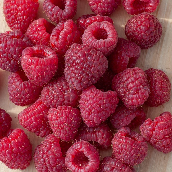 Vente Framboisier remontant Heritage - Rubus idaeus Heritage