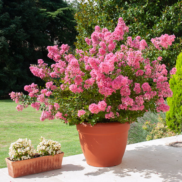 Vente Lilas des Indes rose - Arbustes