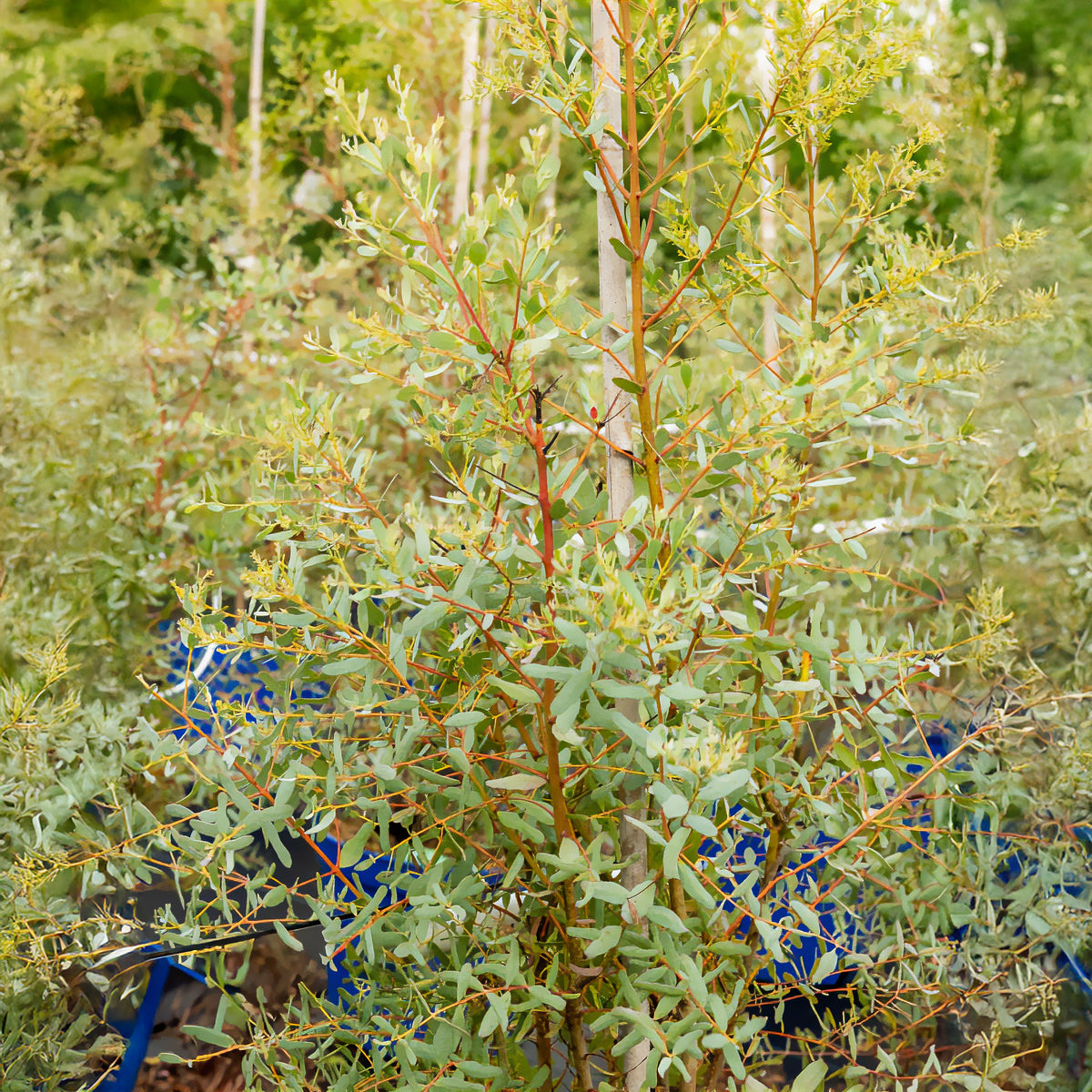 Eucalyptus - Eucalyptus gunnii France Bleu ® Rengun - Eucalyptus gunnii France Bleu ® rengun