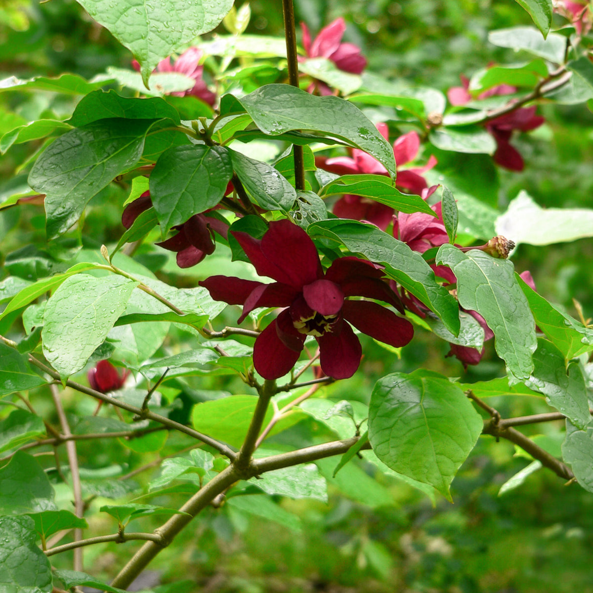 Arbre aux anémones Hartlage Wine - Bakker