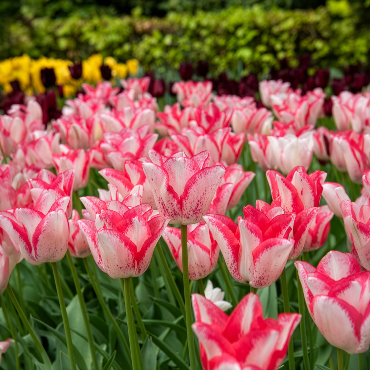 Tulipa beauty trend - 10 Tulipes Beauty trend - Bulbes de Tulipe