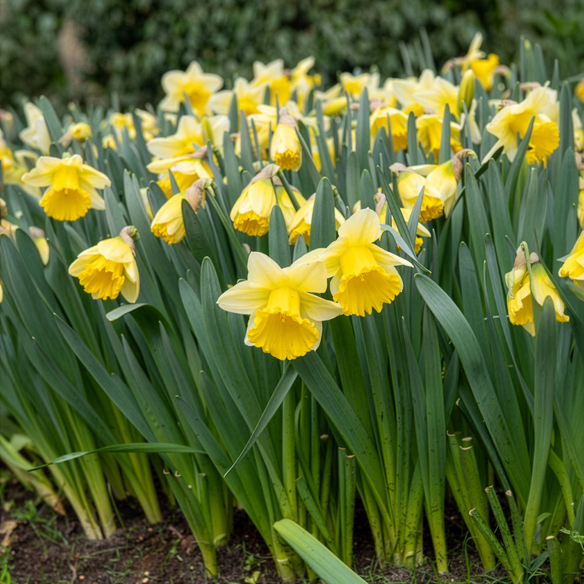10 Narcisses Goblet - Narcissus goblet - Bakker