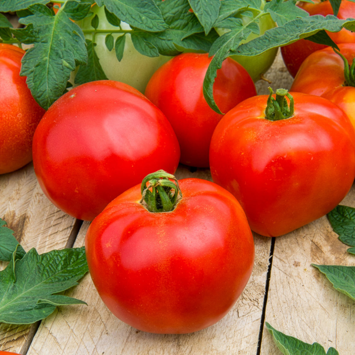 Solanum lycopersicum pyros hf1 (obtention clause) - Tomate Pyros HF1 - Graines de tomates