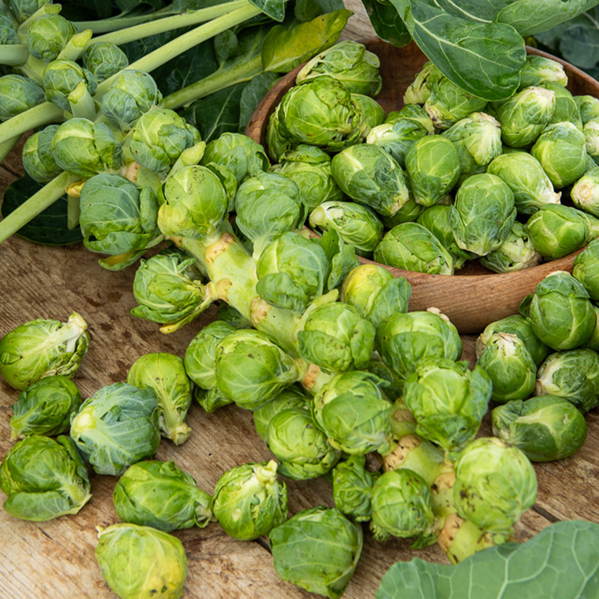 Chou de Bruxelles Igor F1 - Brassica oleracea gemmifera Igor f1 - Bakker