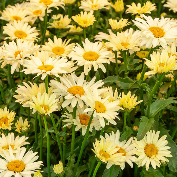 2 Marguerites d'été Banana Cream - Bakker