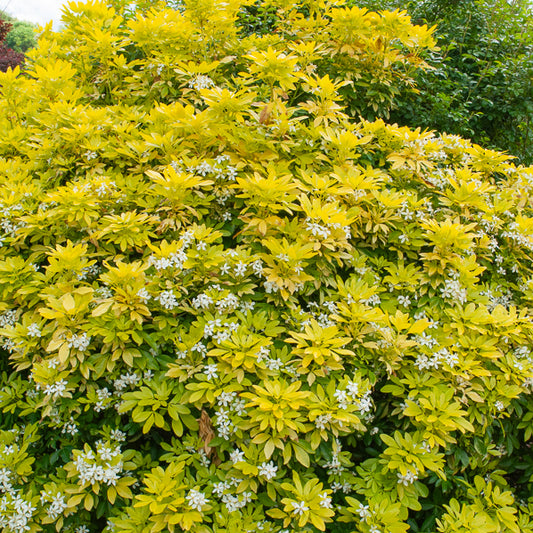 Oranger du Mexique doré - Bakker