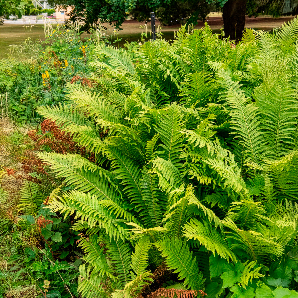 2 Fougères Plume d'autruche - Plantes vivaces - Bakker