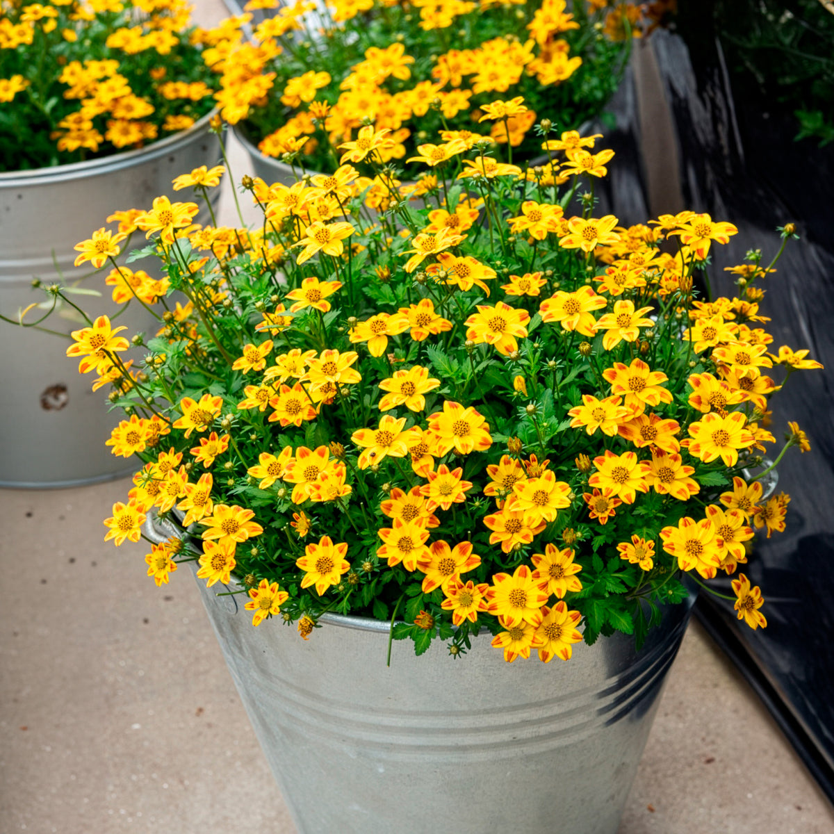 3 Bidens rouge orange - Bidens ferulifolia Beedance Painted Yellow - Bakker
