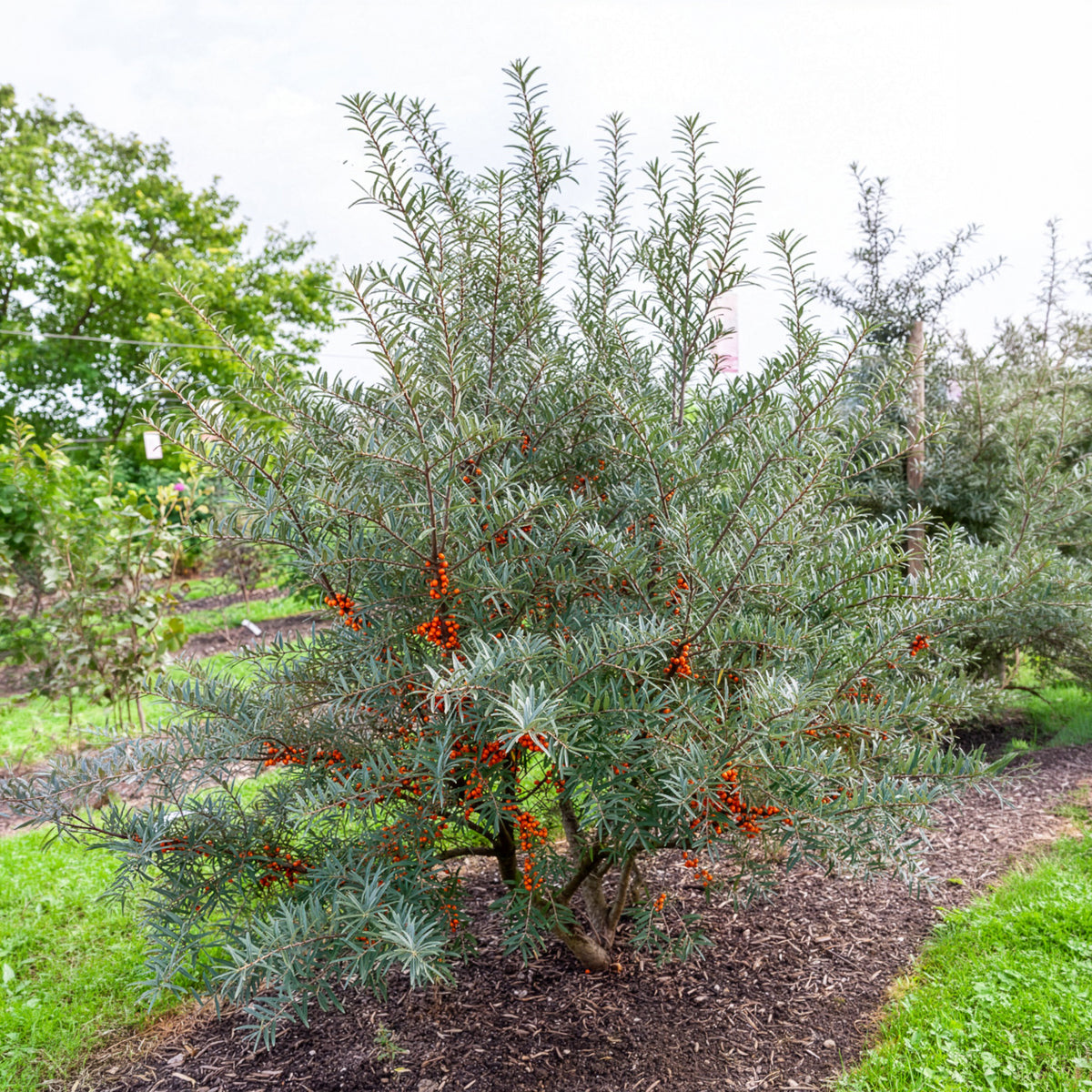 Argousier