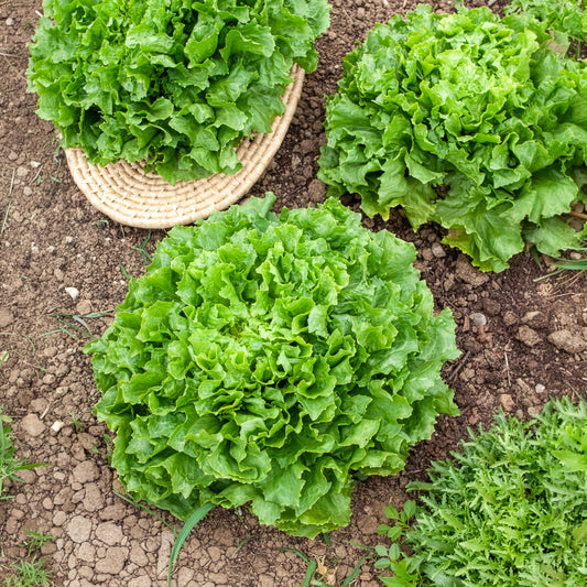 Chicorée scarole Grosse bouclée Nuance Bio - Bakker