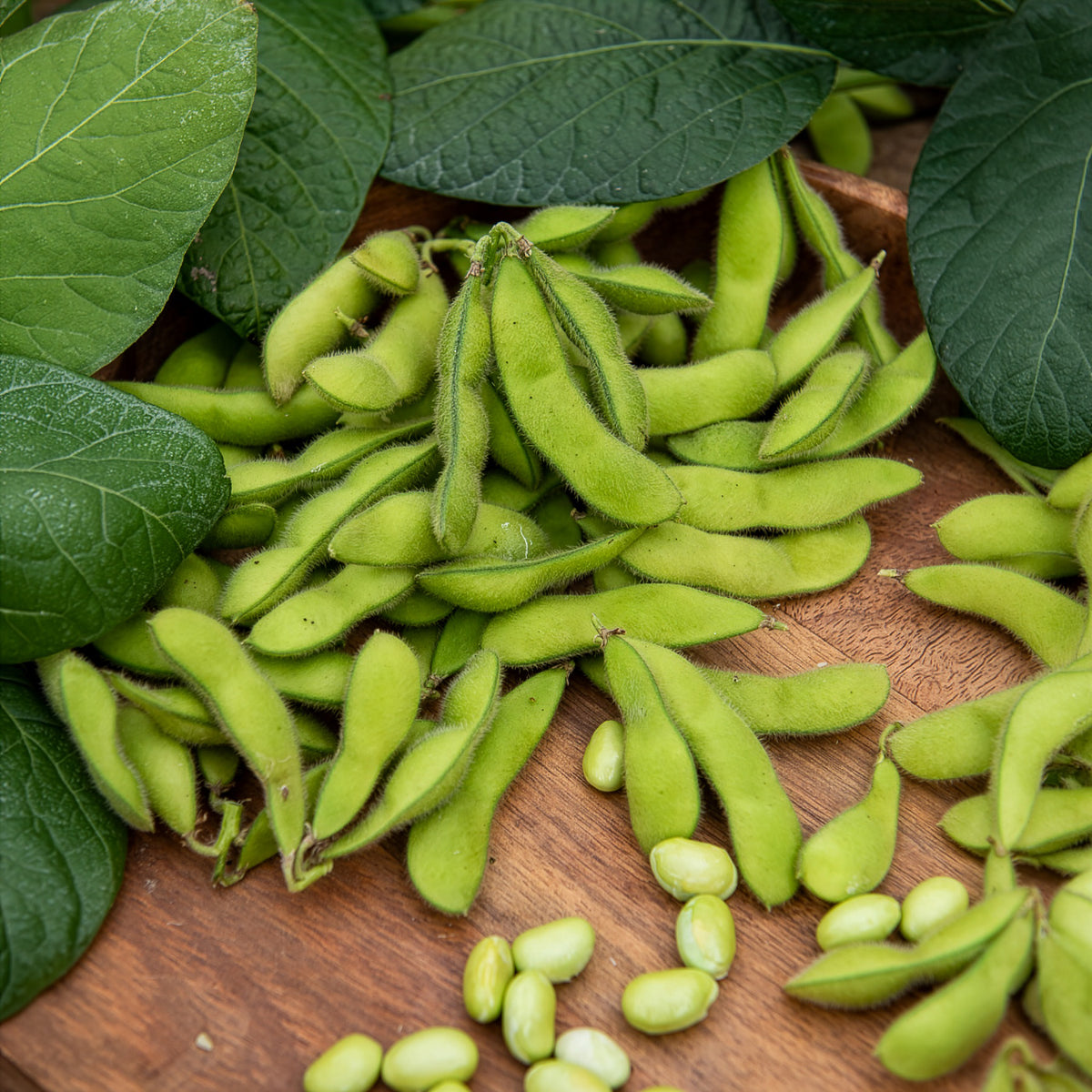 Soja Fiskeby V - Edamame - Bakker