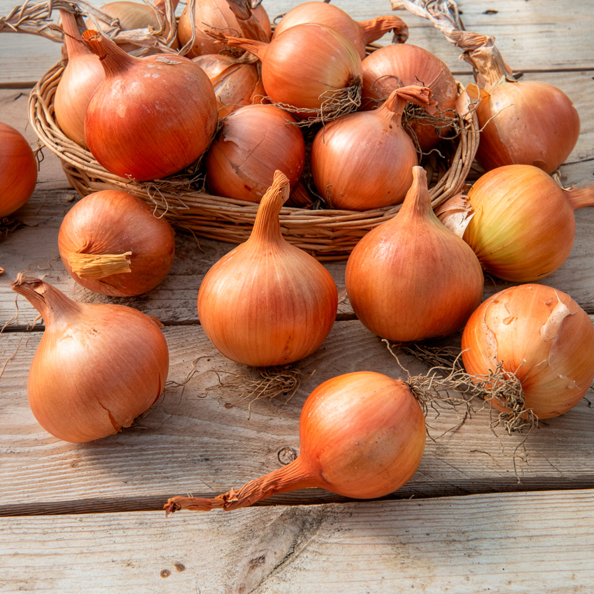 Allium cepa sturon - Oignon jaune Sturon Bio - Légumes biologiques