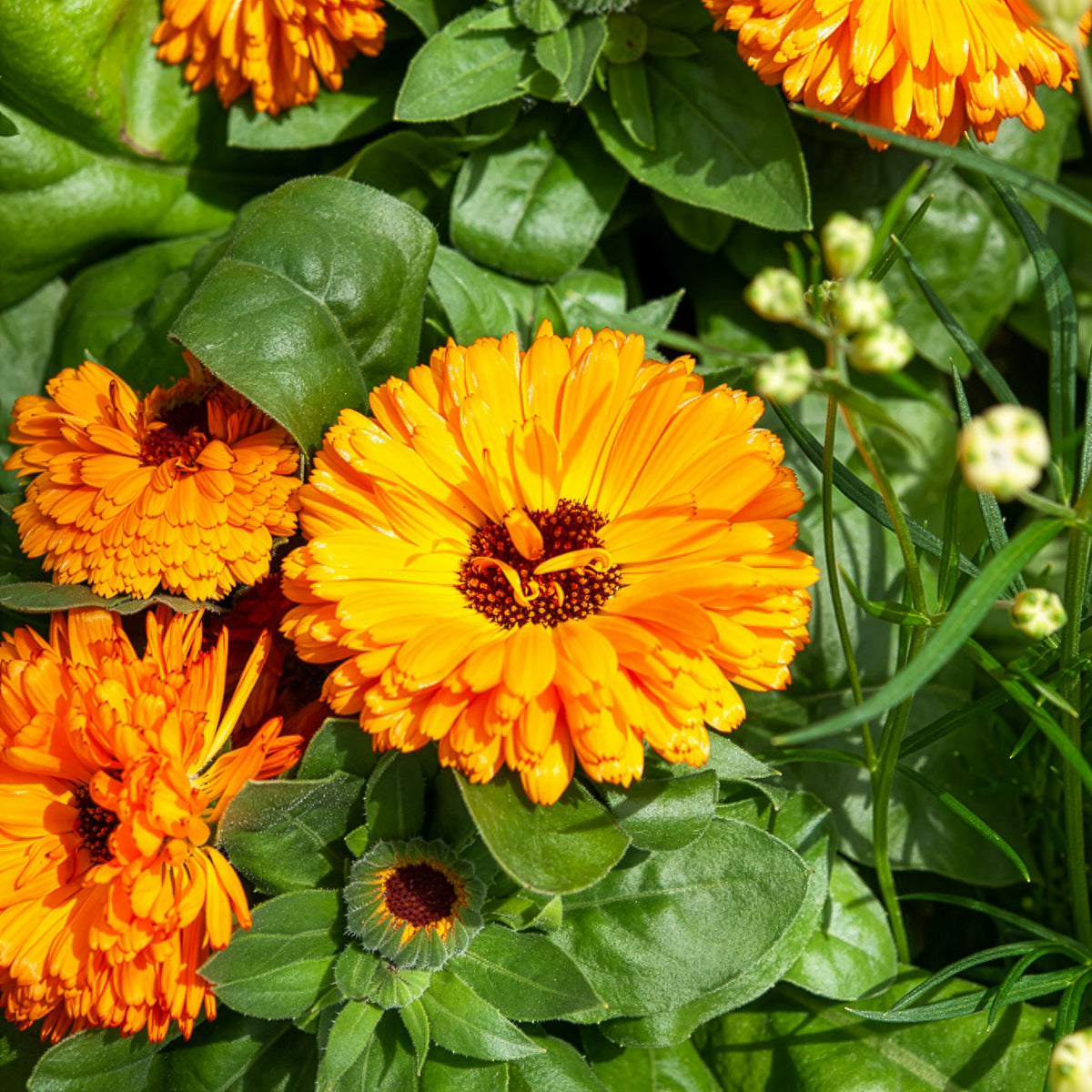 Souci double Orange Gitana - Calendula officinalis orange gitana - Bakker