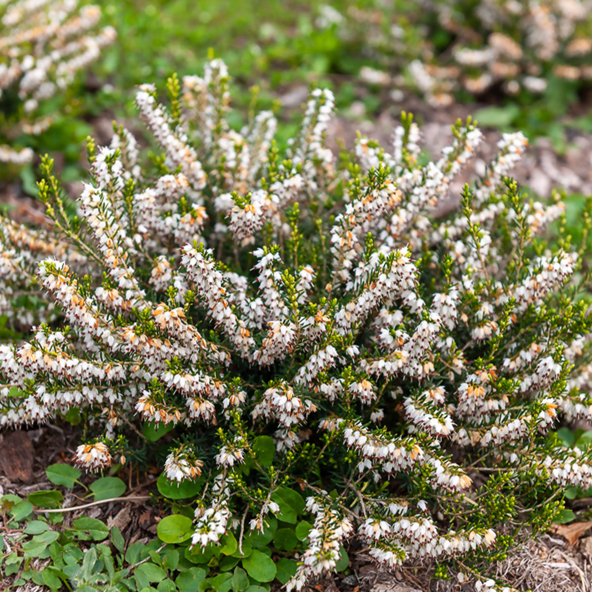 Bruyère d'hiver White Glow - Bakker