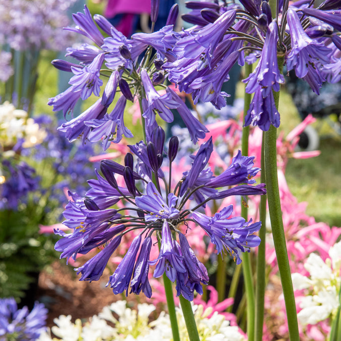 Agapanthus Black Pantha - Agapanthe Black Pantha - Agapanthes