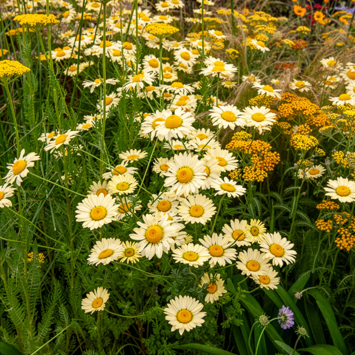 Camomille des teinturiers E.C. Buxton - Anthemis x hybrida E.C. Buxton - Bakker