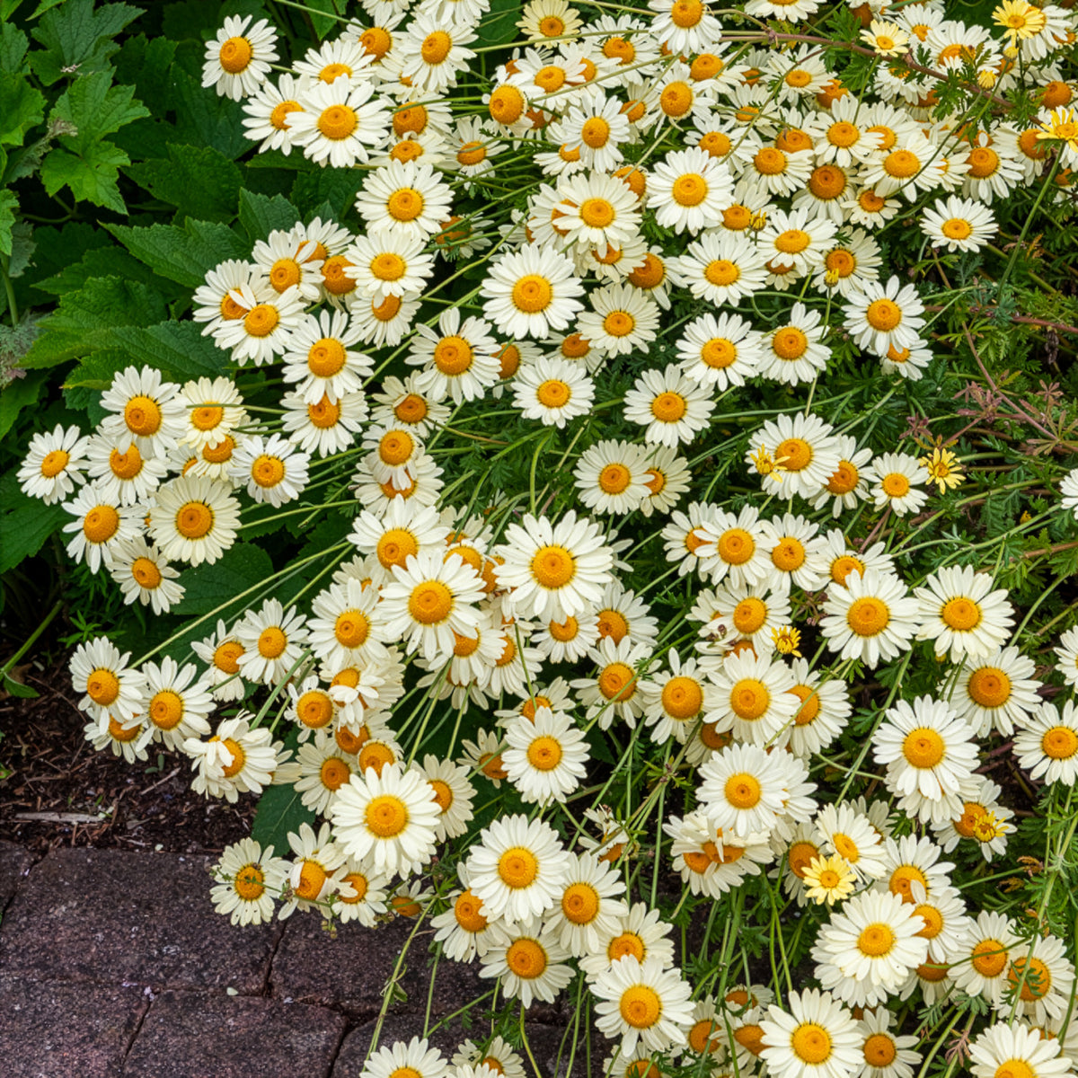 Camomille des teinturiers E.C. Buxton - Bakker