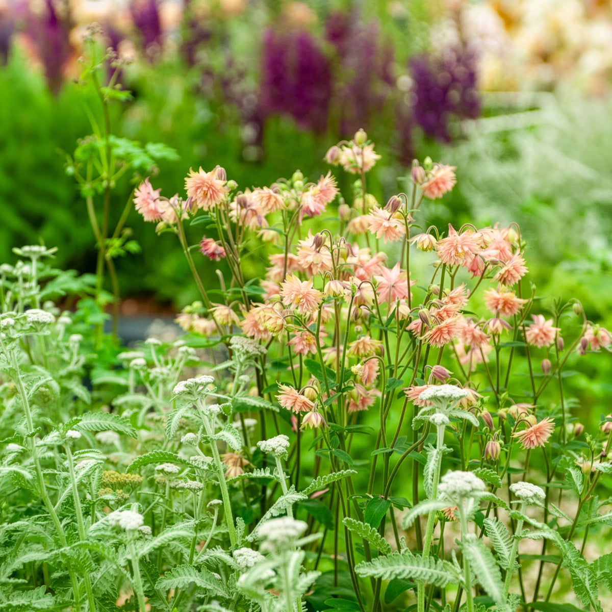 Ancolie commune Barlow Rose - Aquilegia vulgaris Rose Barlow - Bakker