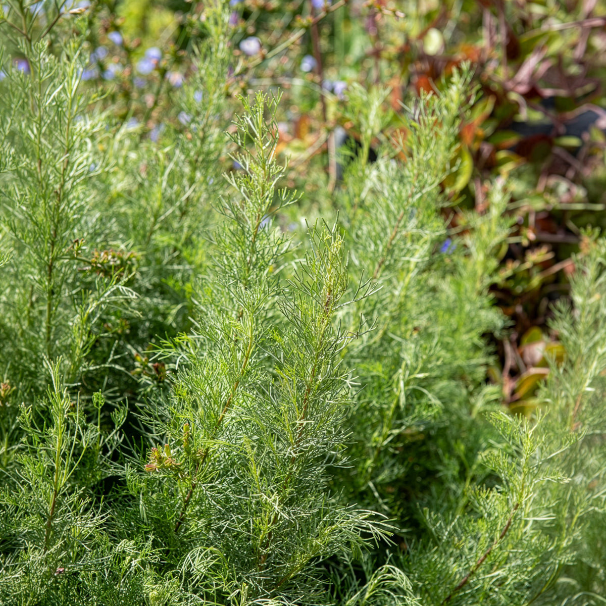 Armoise citronelle Aurone - Artemisia abrotanum - Bakker