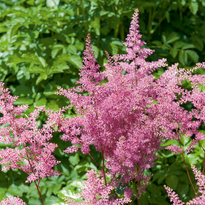 Astilbe hybride Rheinland - Astilbe japonica Rheinland - Bakker