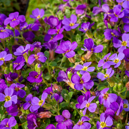 Aubriète Hamburger Stadtpark - Bakker