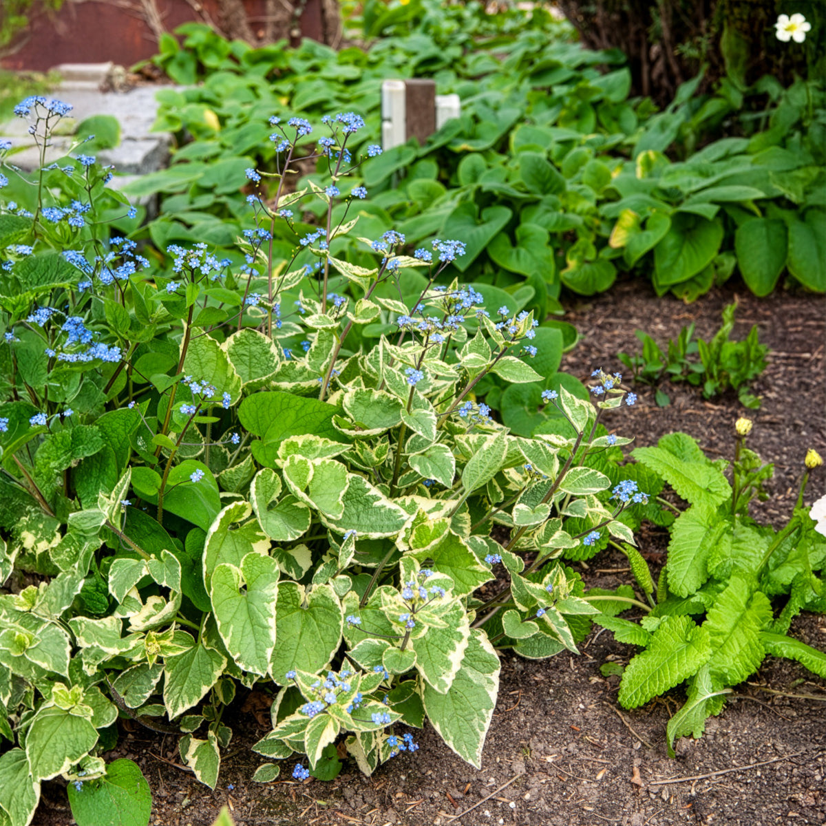 Myosotis du Caucase Hadspen cream - Brunnera macrophylla Hadspen Cream - Bakker